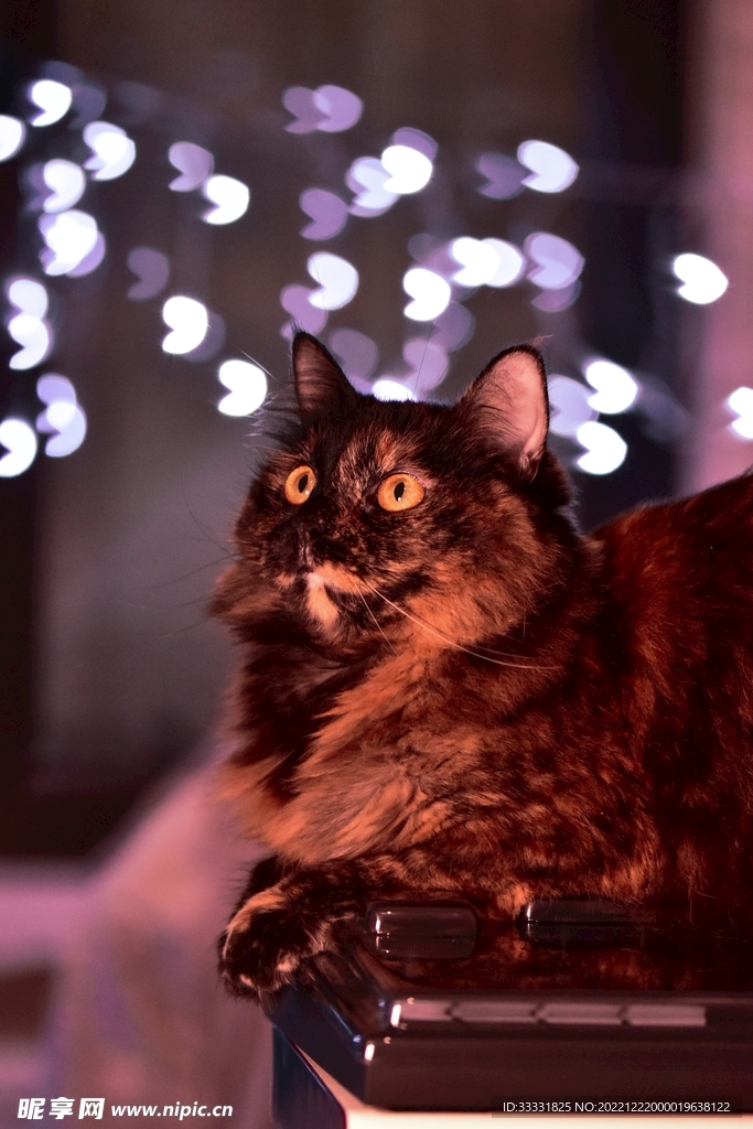 猫