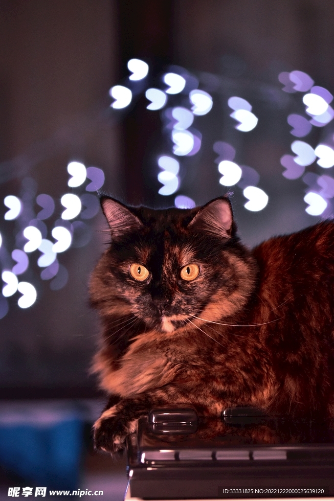 猫