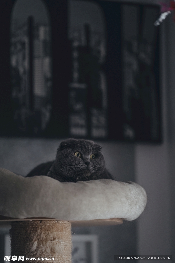 猫