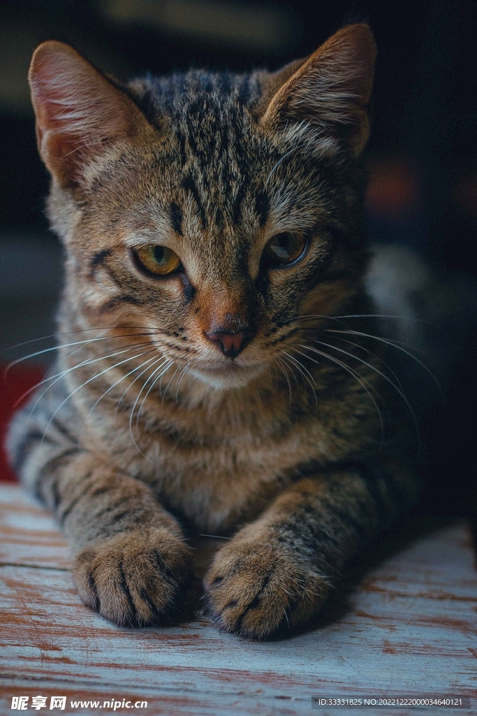 猫