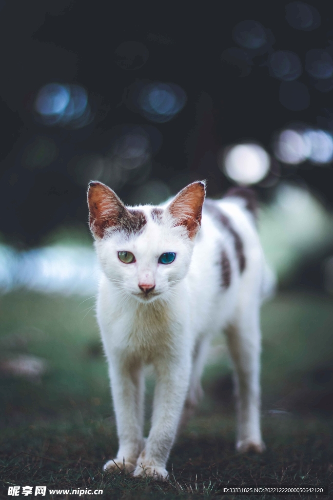 猫