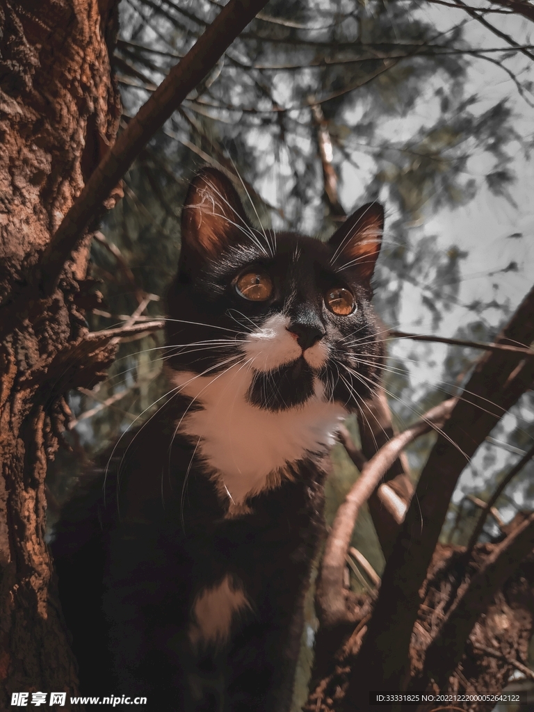 猫