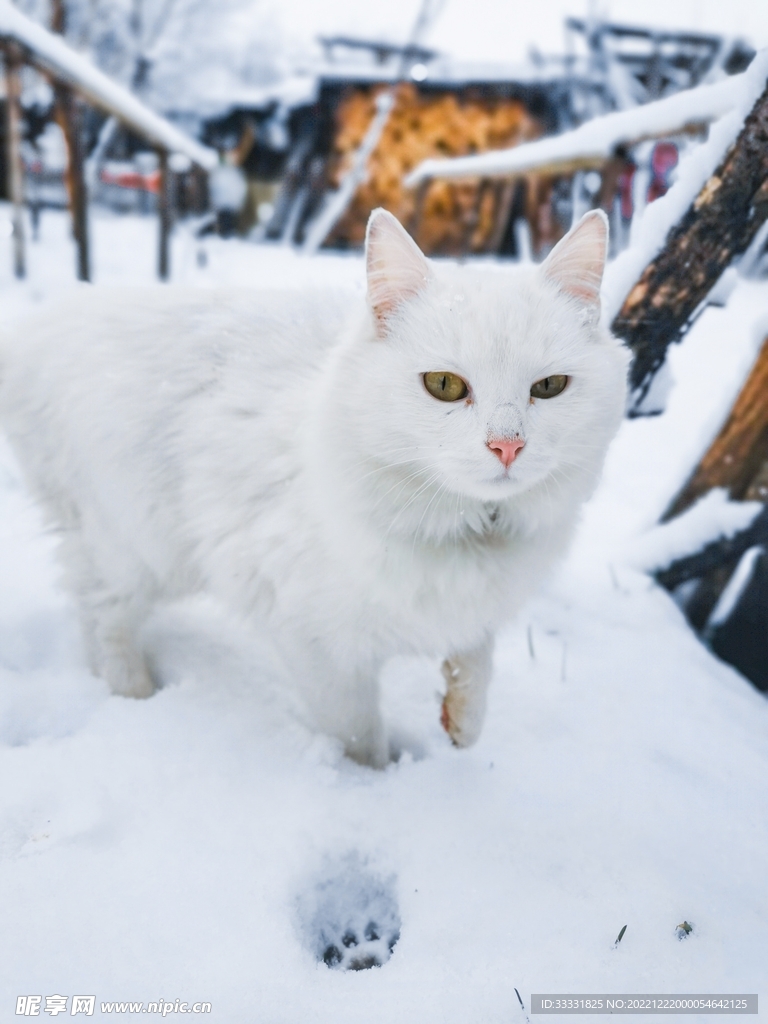 猫