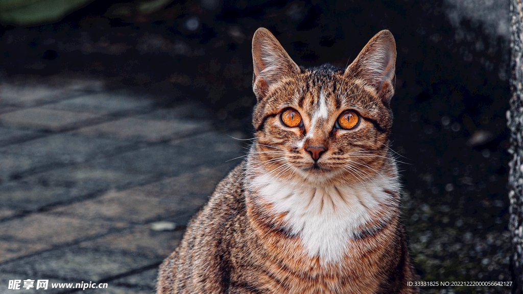猫