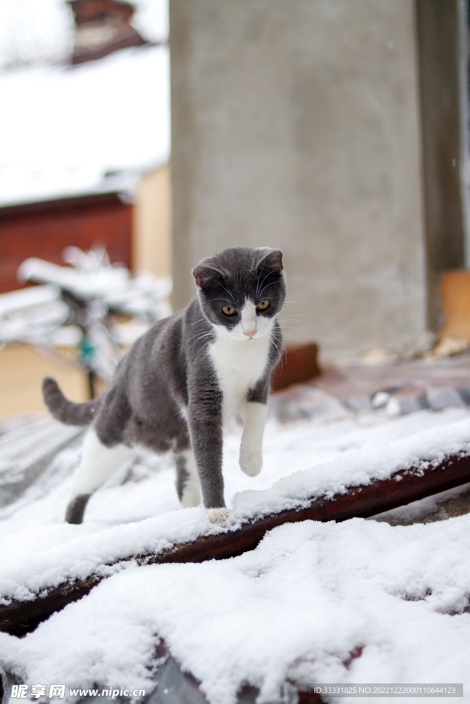 猫
