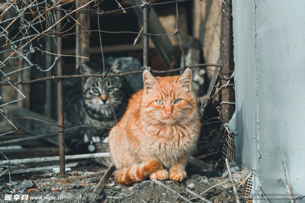 猫