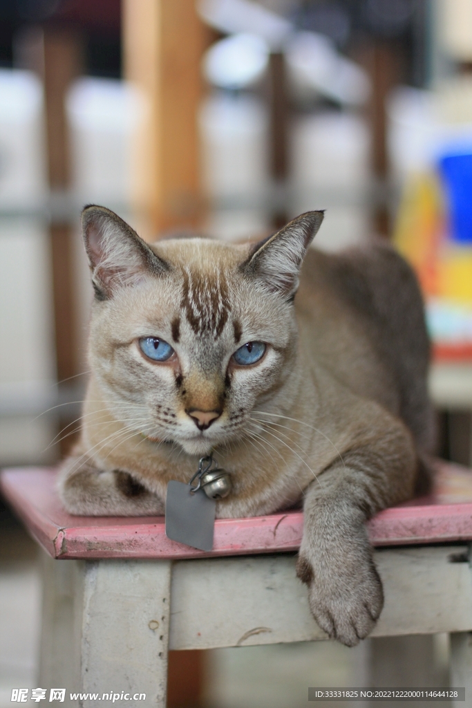 猫