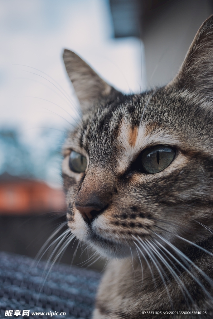 猫