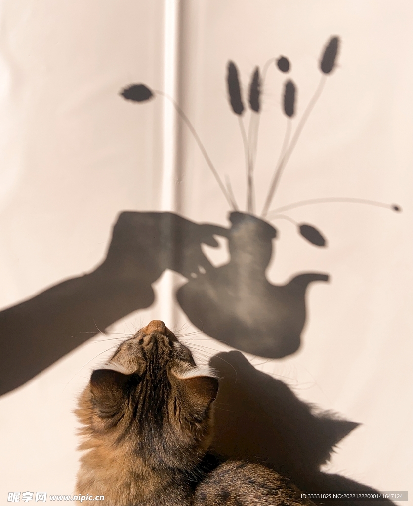 猫