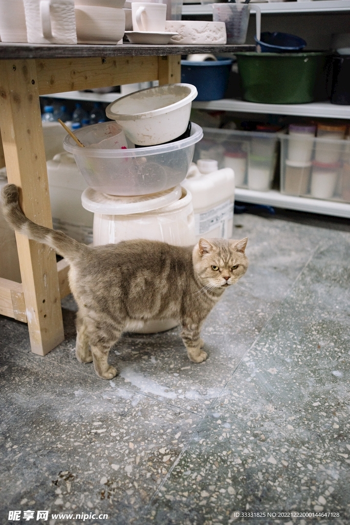 猫