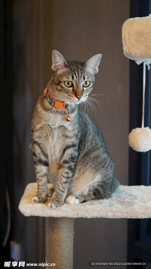 猫