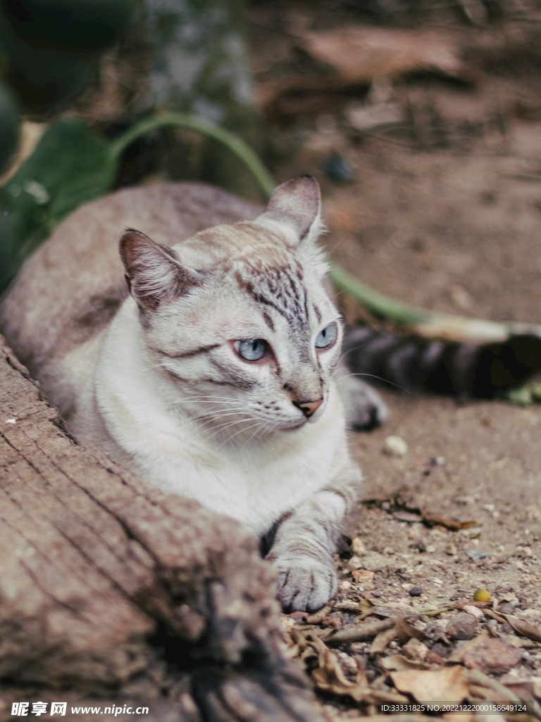猫