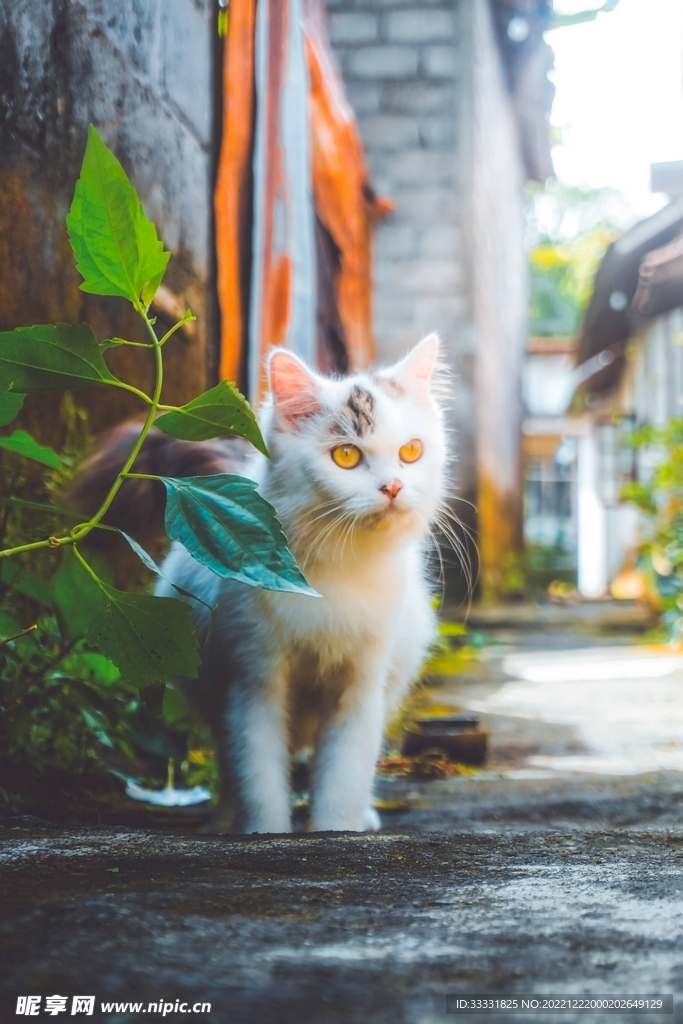 猫