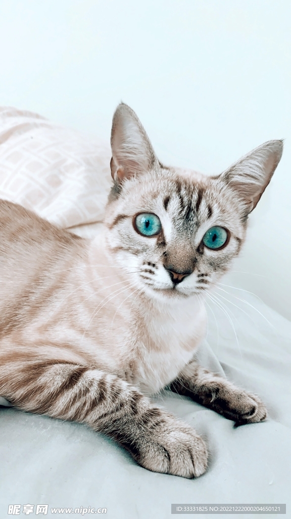 猫