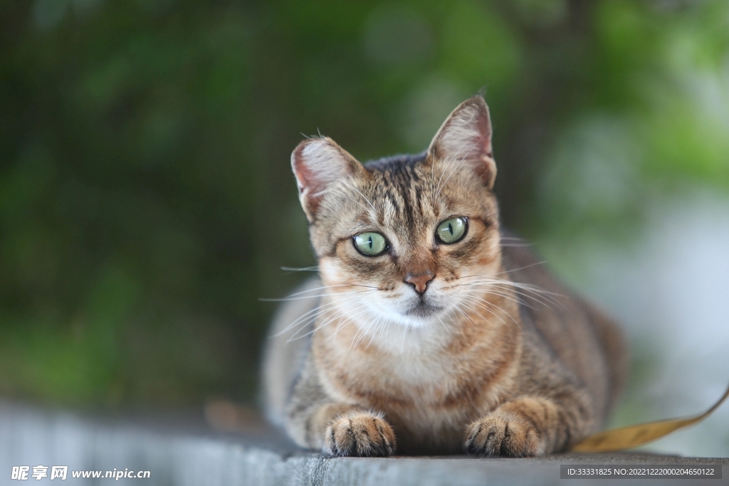 猫