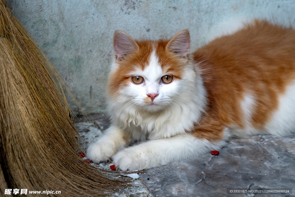 猫