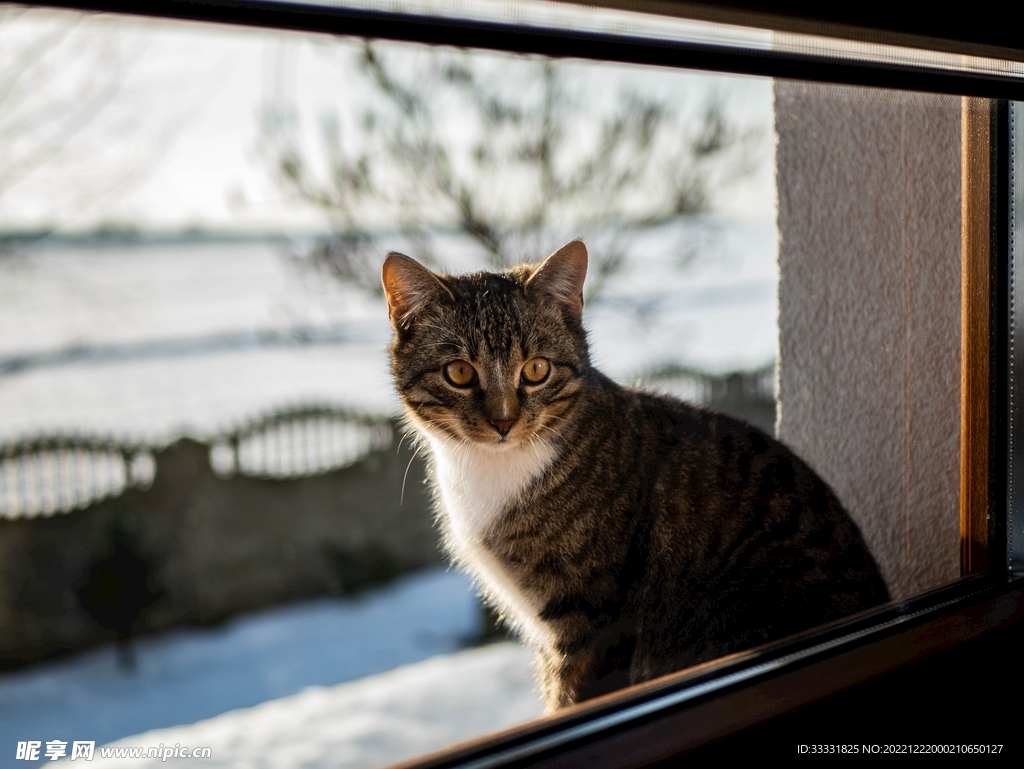 猫