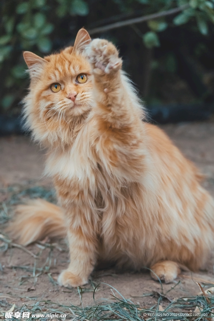 猫