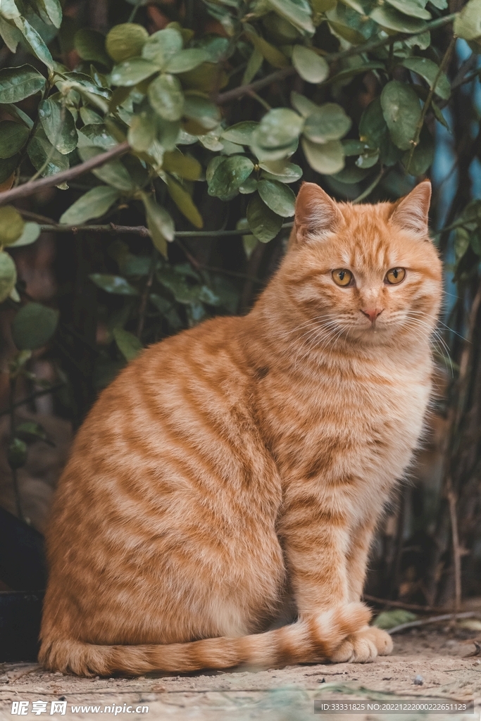 猫