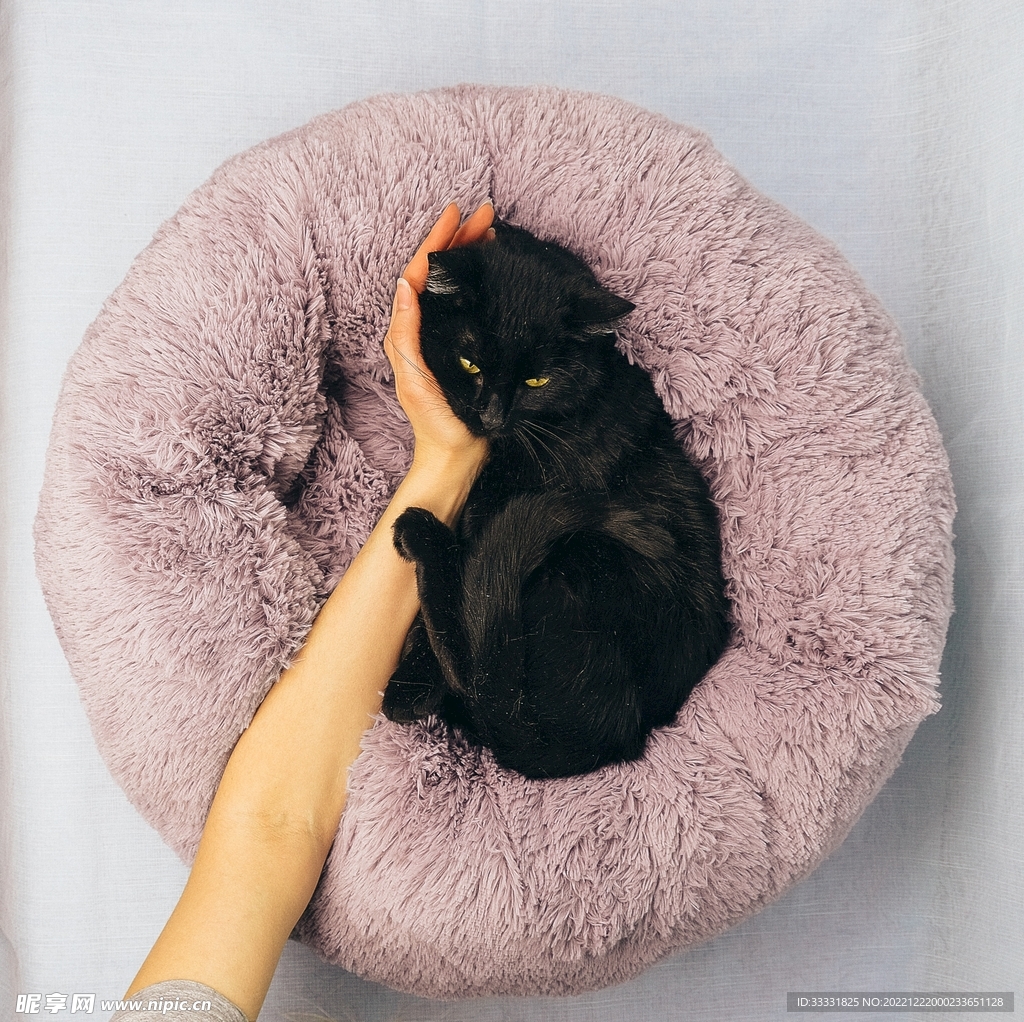 猫