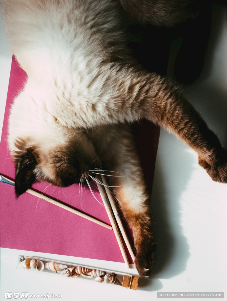 猫