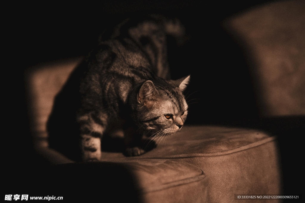 猫