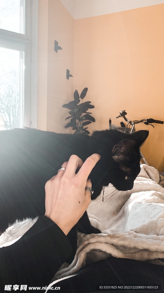 猫