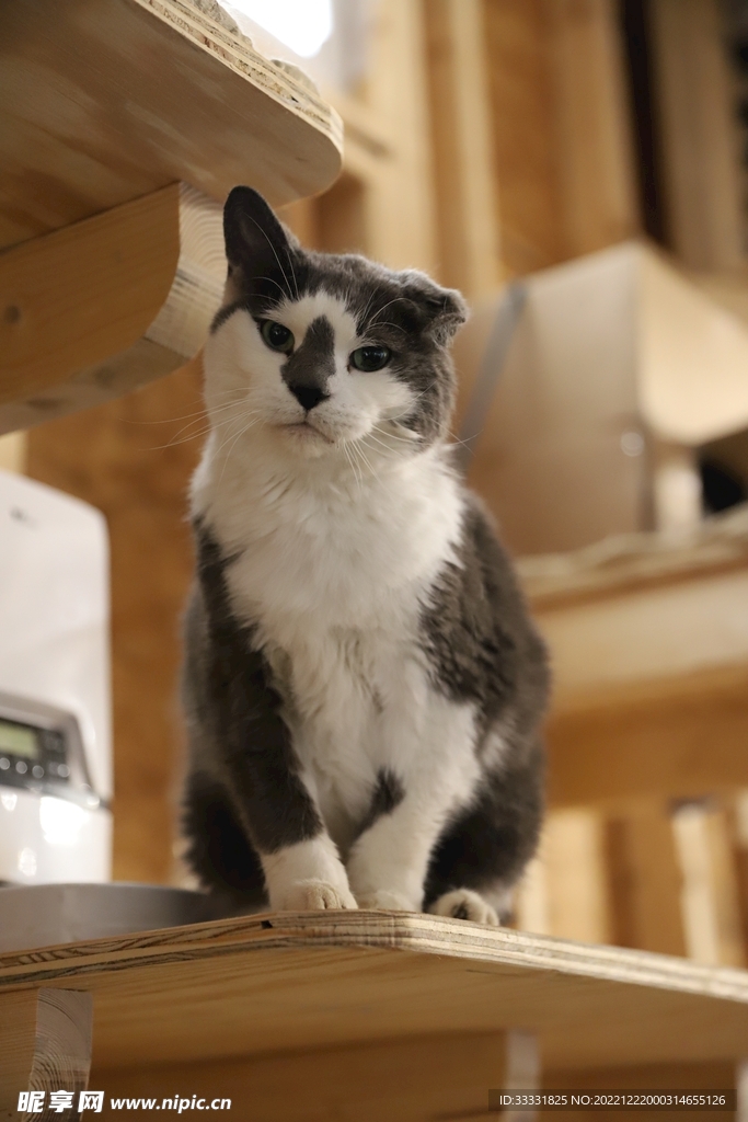 猫