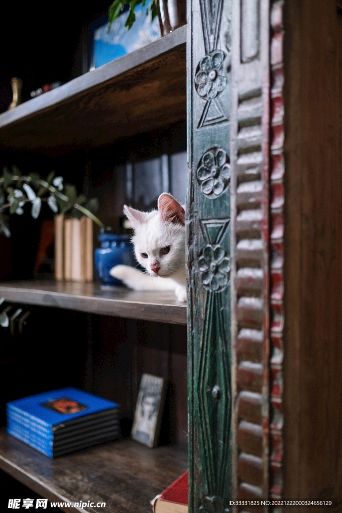 猫