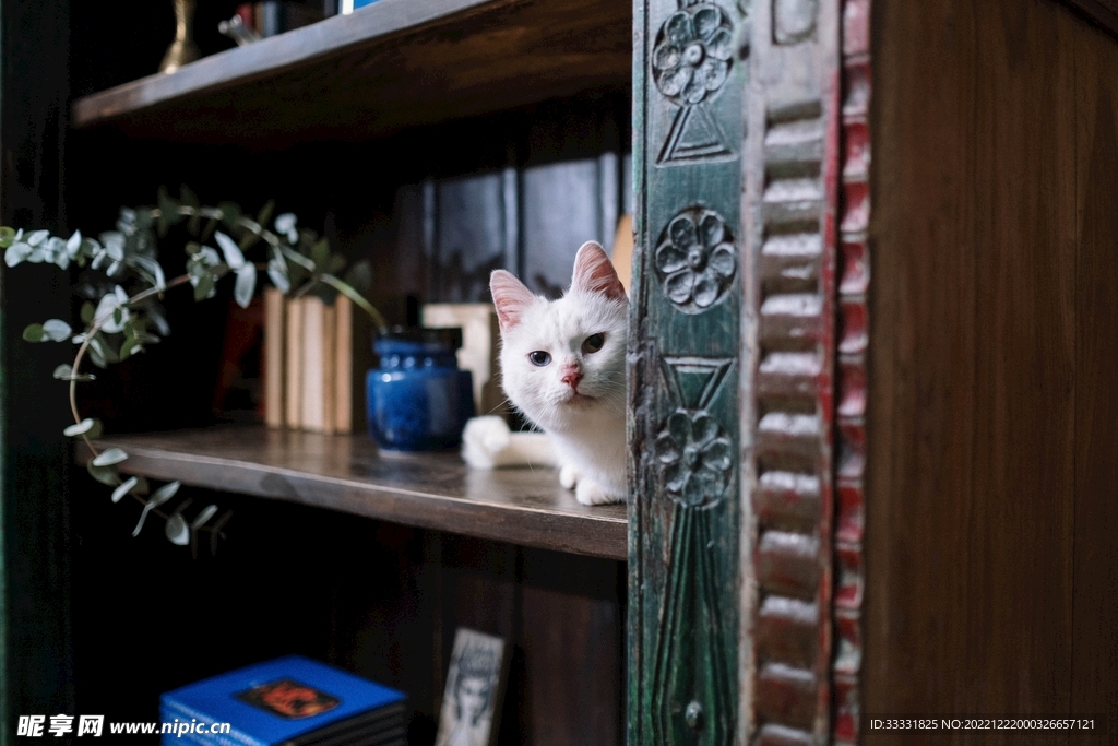 猫