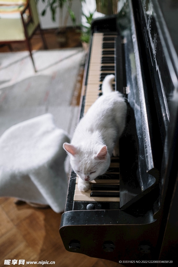 猫