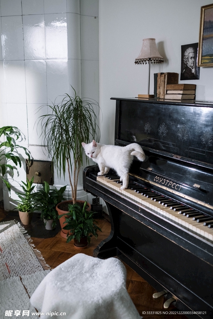 猫