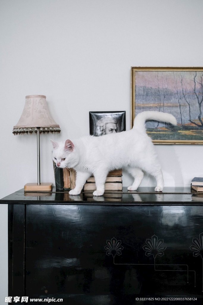 猫