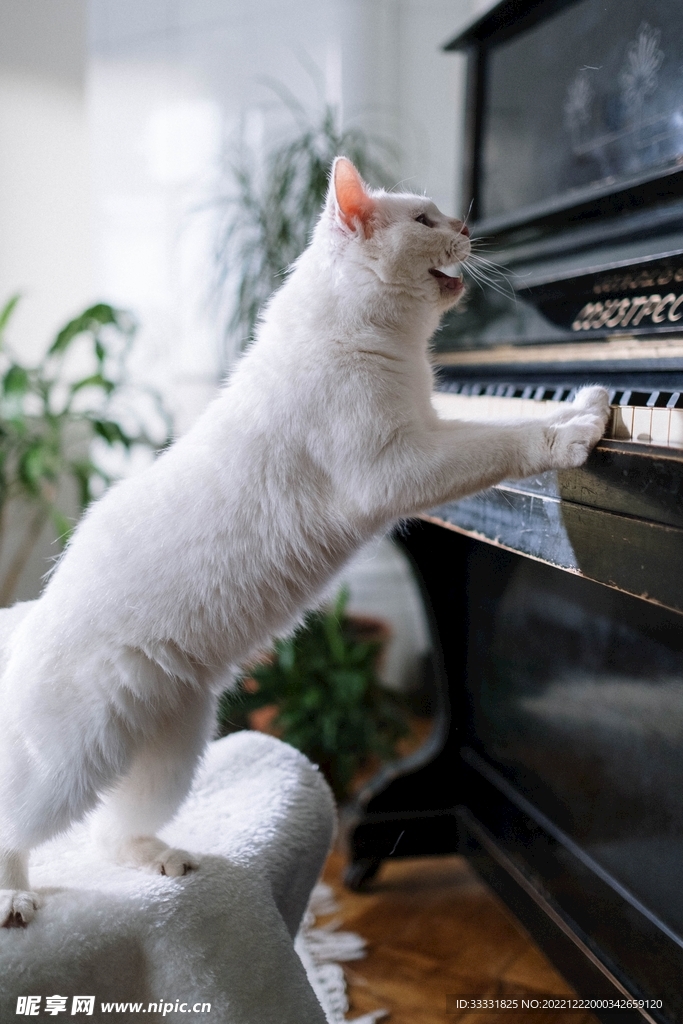 猫