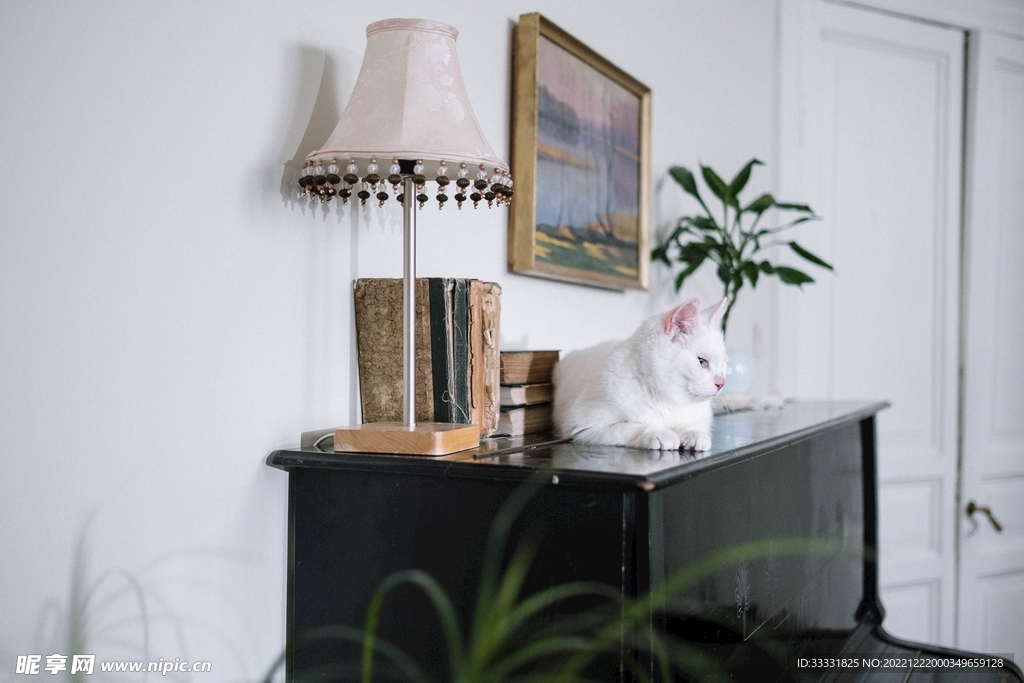 猫