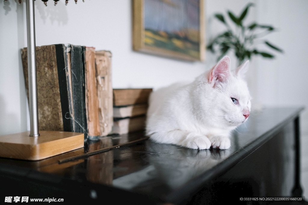 猫