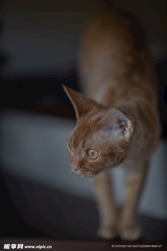 猫