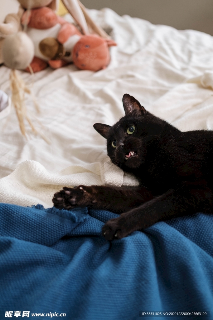 猫