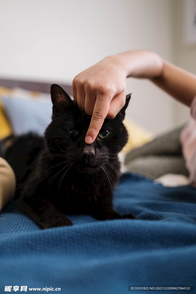 猫