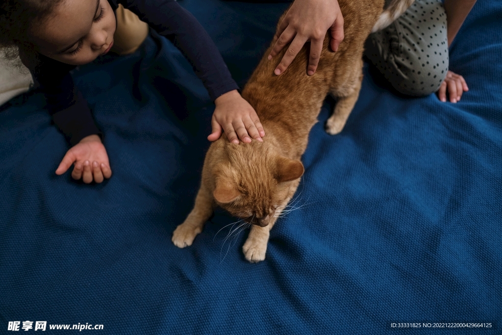 猫
