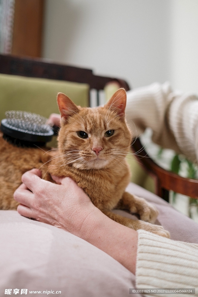 猫