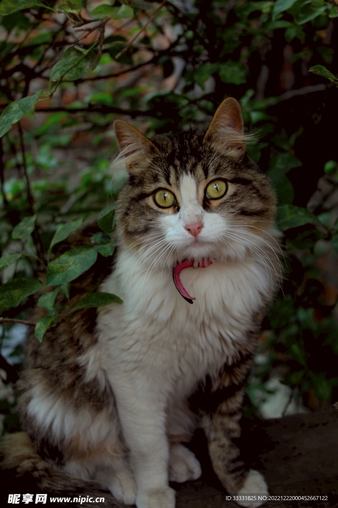 猫