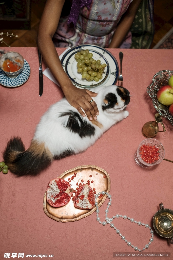 猫