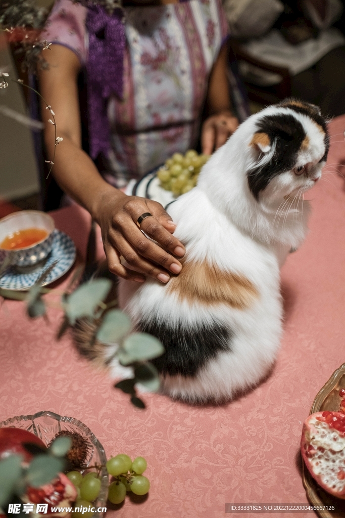 猫