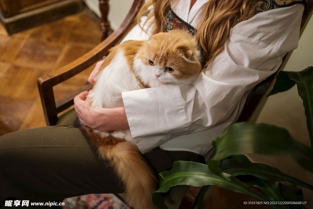 猫