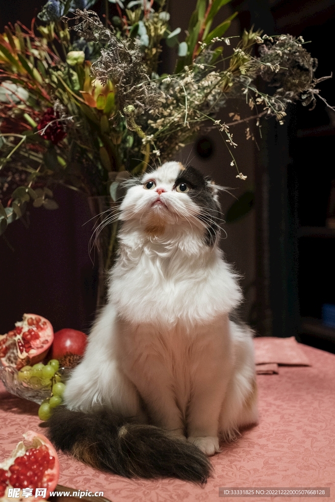 猫