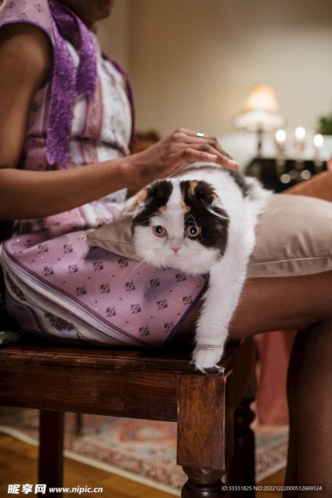 猫