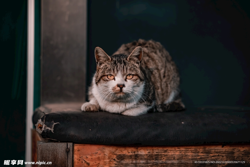 猫
