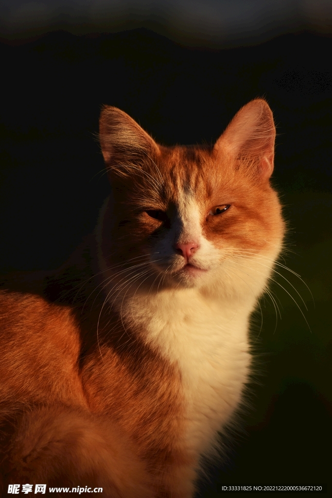 猫