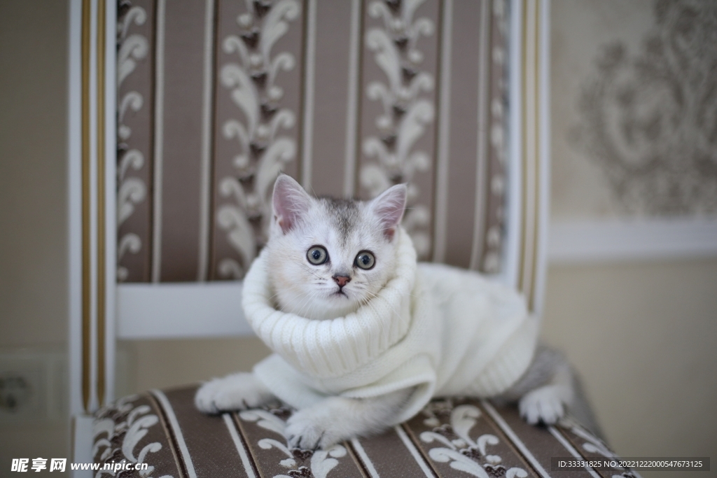 猫